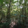 Cerrado; floresta; mudanças climáticas