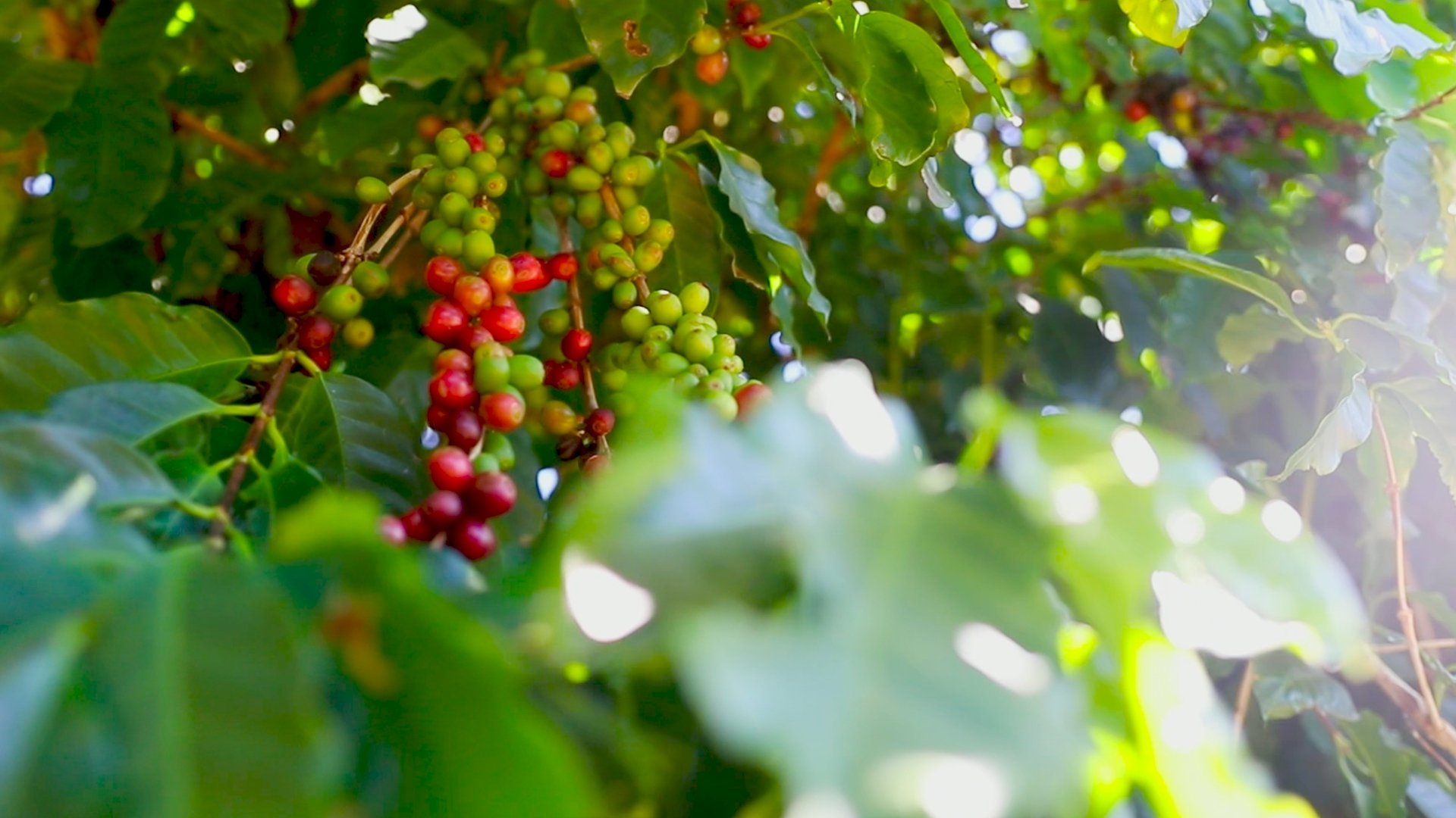 Segundo maior mercado consumidor mundial de café, Brasil tem mais de 2 milhões de hectares cultivados na safra 24/25