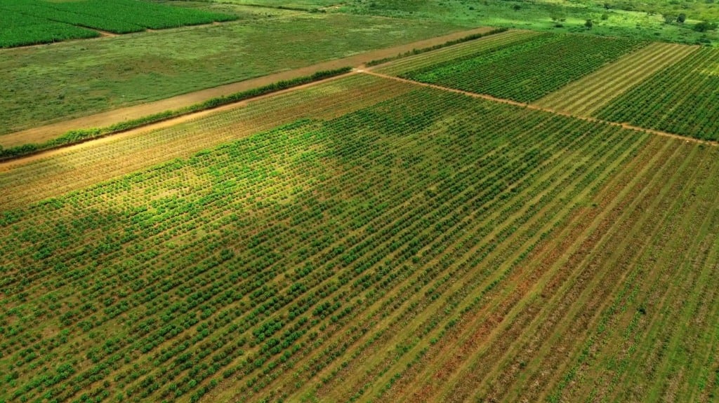 cacauicultura, cacau, oeste da bahia, safra, cerrado, baiano