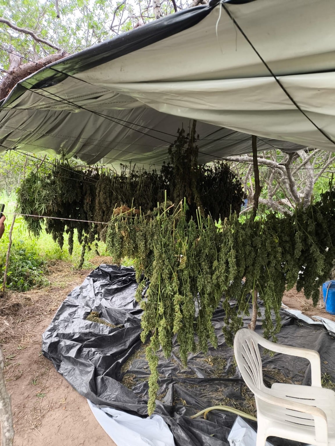 maconha geneticamente modificada, fazenda, bahia, monte santo, polícia militar da Bahia, PM-BA, SSP-BA maconha geneticamente modificada, fazenda, bahia, monte santo, polícia militar da Bahia, PM-BA, SSP-BA