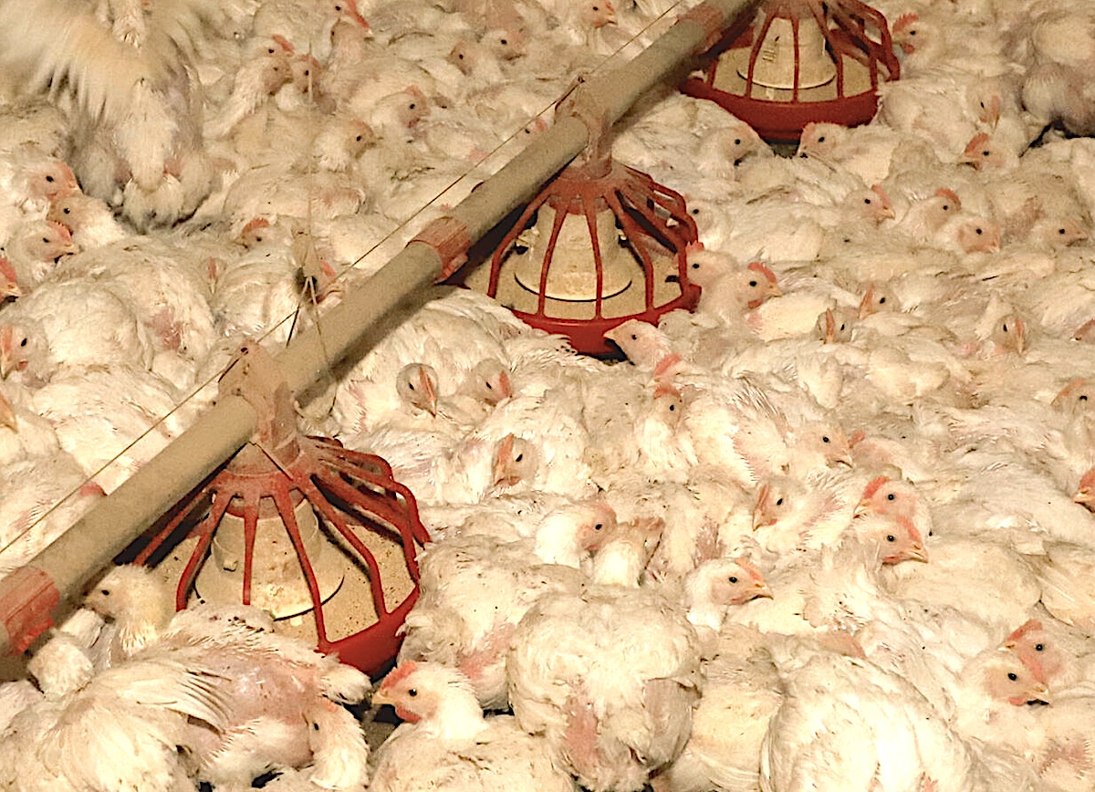 Frango: cotações caem, mas ainda superam o comparativo anual