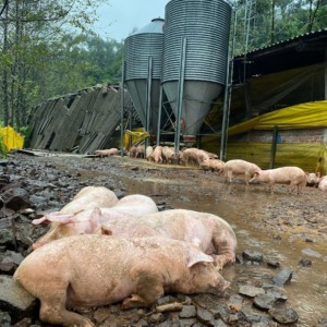 porcos com lama, sofrem com as enchentes no RS