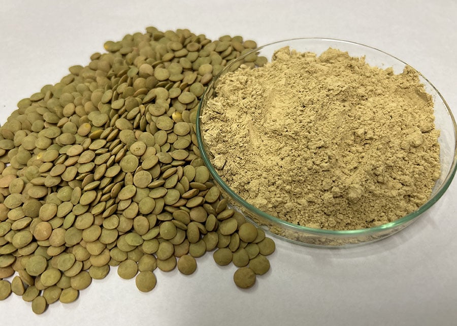 Novo concentrado de lentilha apresenta 80% de proteína na composição