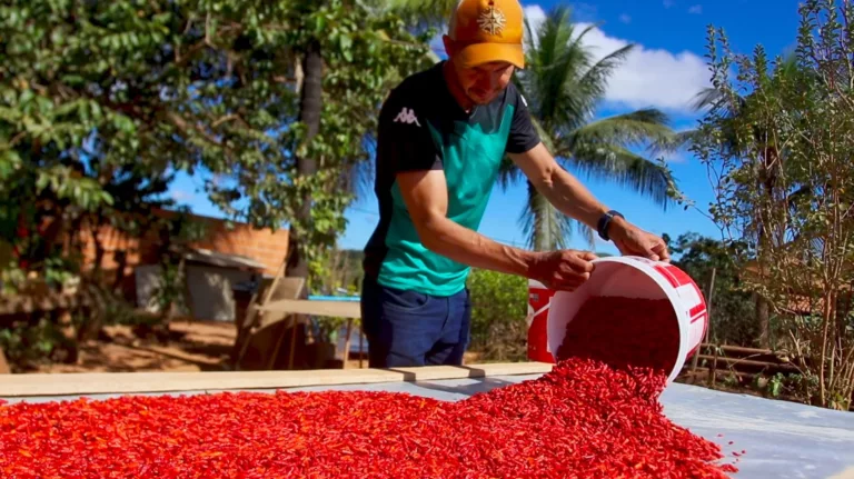 pimenta, especiaria, malagueta, Cristópolis, Oeste da Bahia, agricultura familiar, produtor rural