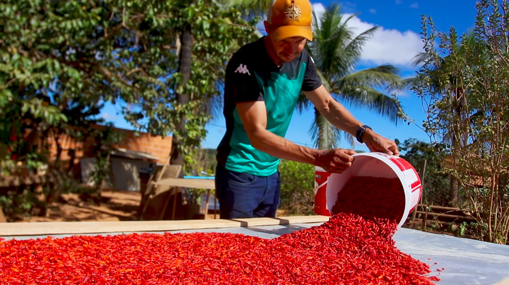 Produção de pimenta vira fonte de renda de ex-vigilante na Bahia