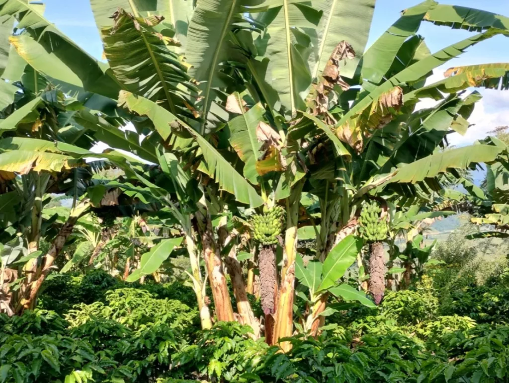 Pisang;  pohon pisang