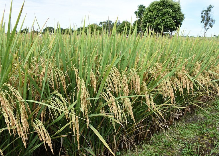 Arroz: negociações seguem lentas com vendedores retraídos
