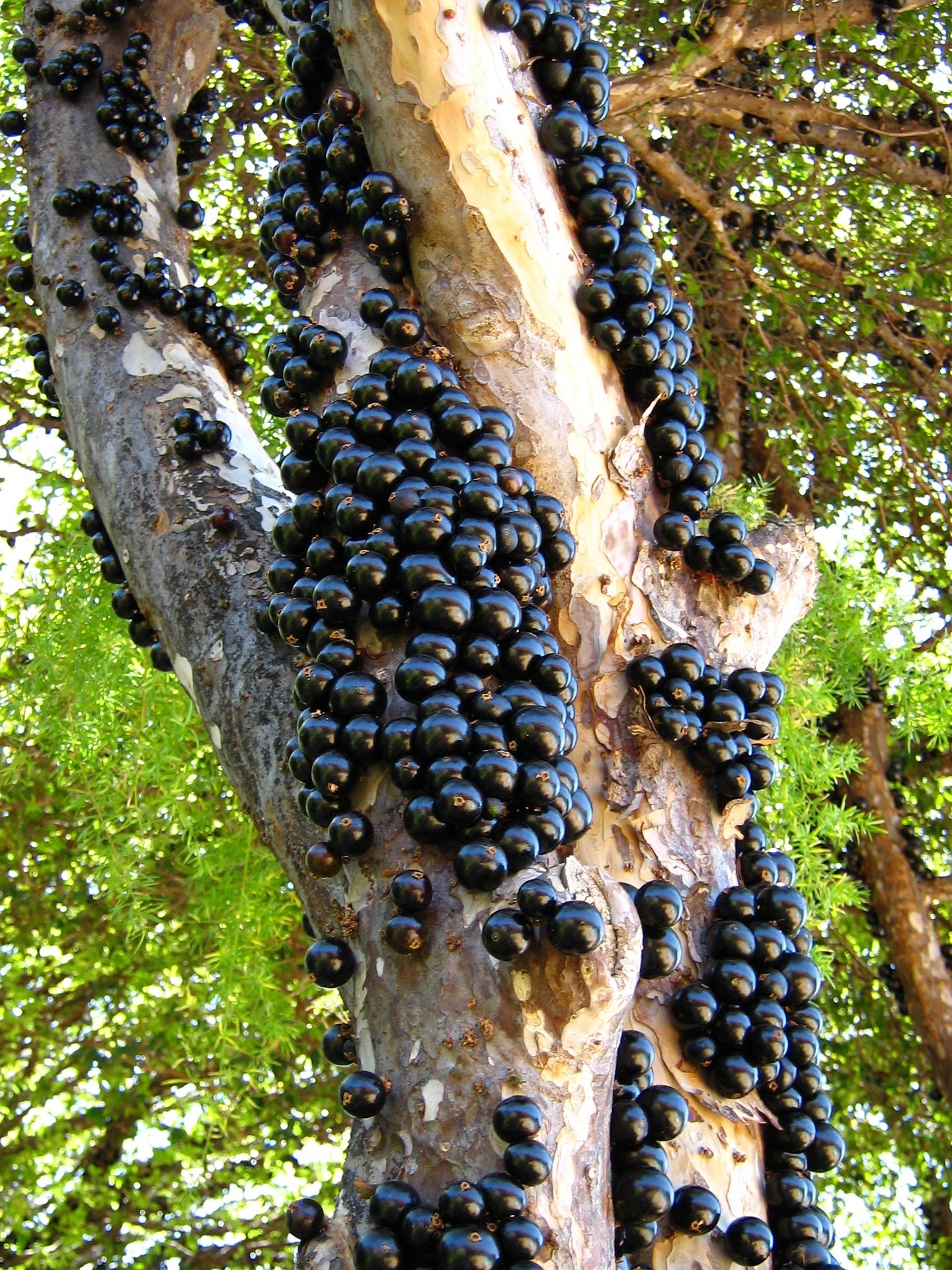 jabuticaba