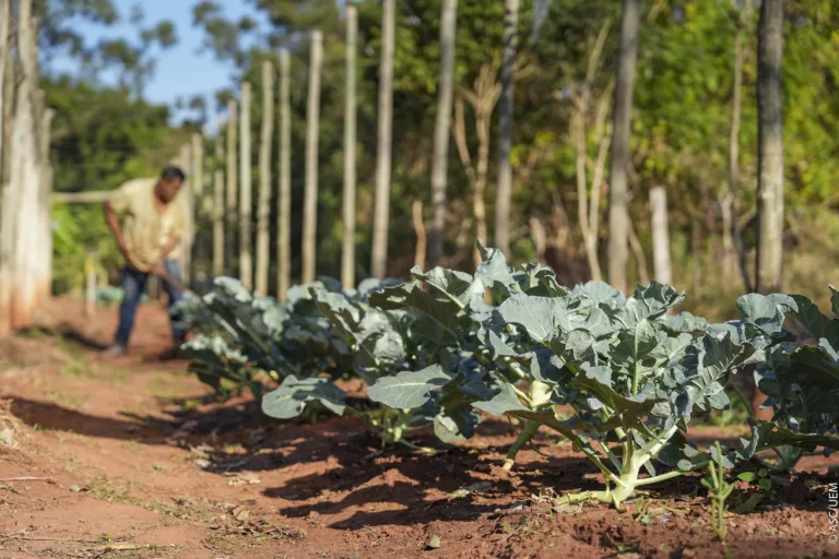Projeto; agricultura; plantio