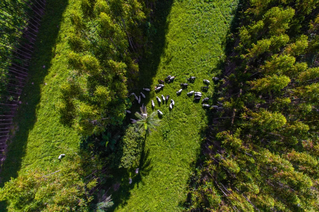 Fundo, fomento, inovação, agricultura responsável, resultados de impacto, LIF, Land Innovation Fund, Aiba, projetos, impacto, produtores, fazendas, biomas Fundo, fomento, inovação, agricultura responsável, resultados de impacto, LIF, Land Innovation Fund, Aiba, projetos, impacto, produtores, fazendas, biomas