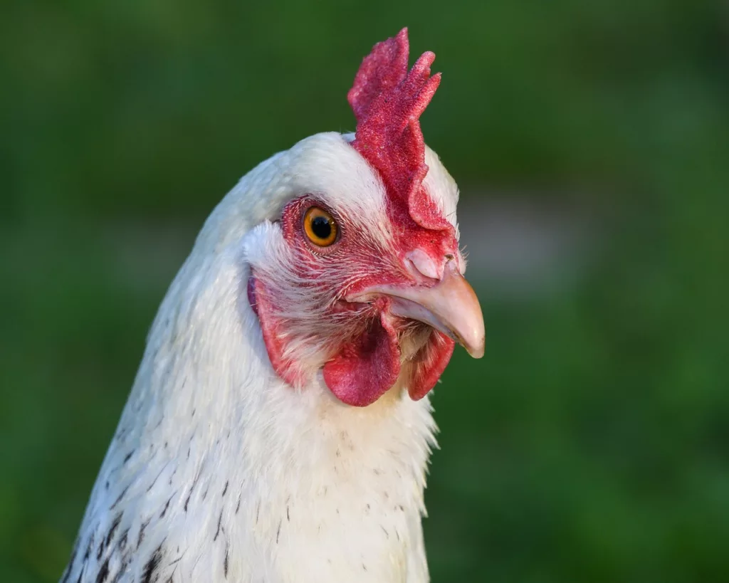 frango frango