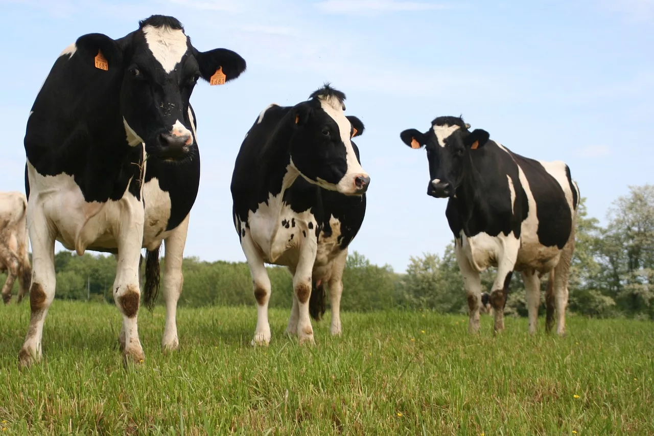 vacas da raça holandesa para pecuária leiteira