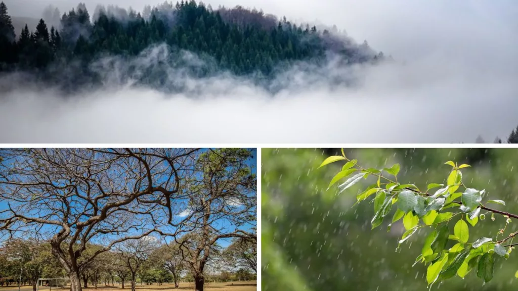 previsão do tempo: nevoeiro, chuva e tempo seco