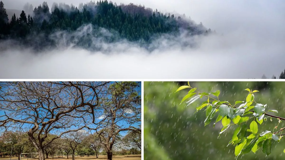 previsão do tempo: nevoeiro, chuva e tempo seco