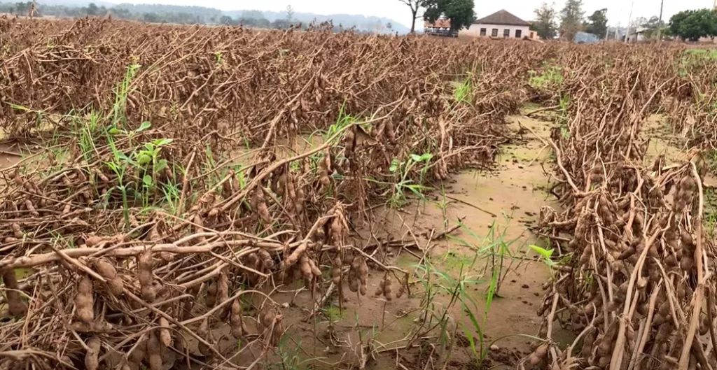 Lavoura de soja destruída em Estrela (RS). Foto: Eliza Maliszewski