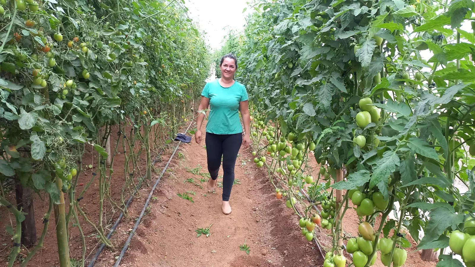Agricultura orgânica no norte do Paraná cresce 63% em certificações