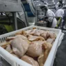 indústria processando da carne de frango