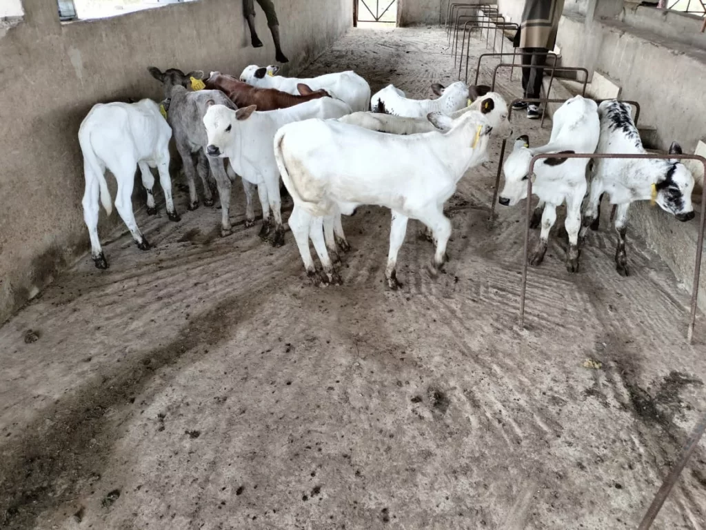 bezerros F1 de girolando na Nigéria, parceria com a Embrapa bezerros F1 de girolando na Nigéria, parceria com a Embrapa