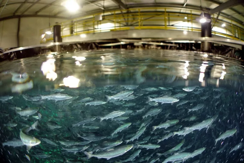 JBS investe R$ 400 milhões para ampliar produção de salmão na Austrália