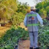 Governo de SP retira de circulação mais de 25 mil mudas irregulares em ação contra greening