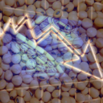 Soja: Bolsa de Chicago despenca e impacta preços no Brasil; veja as cotações