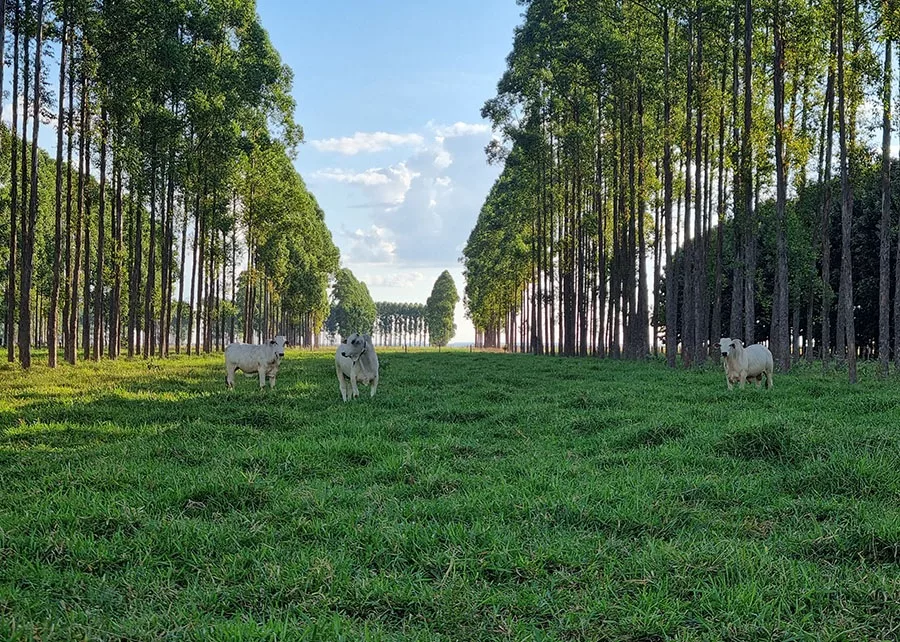 integração lavoura pecuária floresta