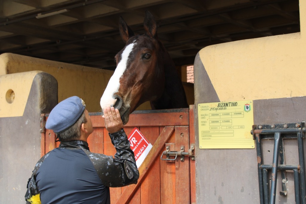 Sargento; cavalo