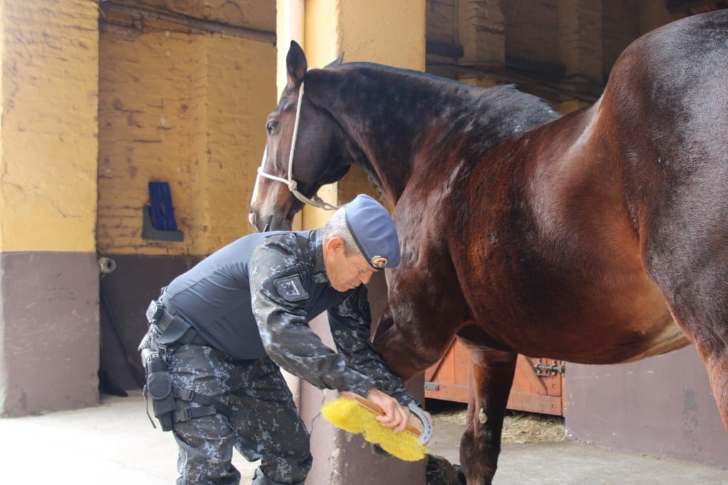 sargento; cavalo; banho 