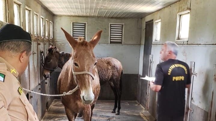 Dois burros são resgatados em parque do Paraná