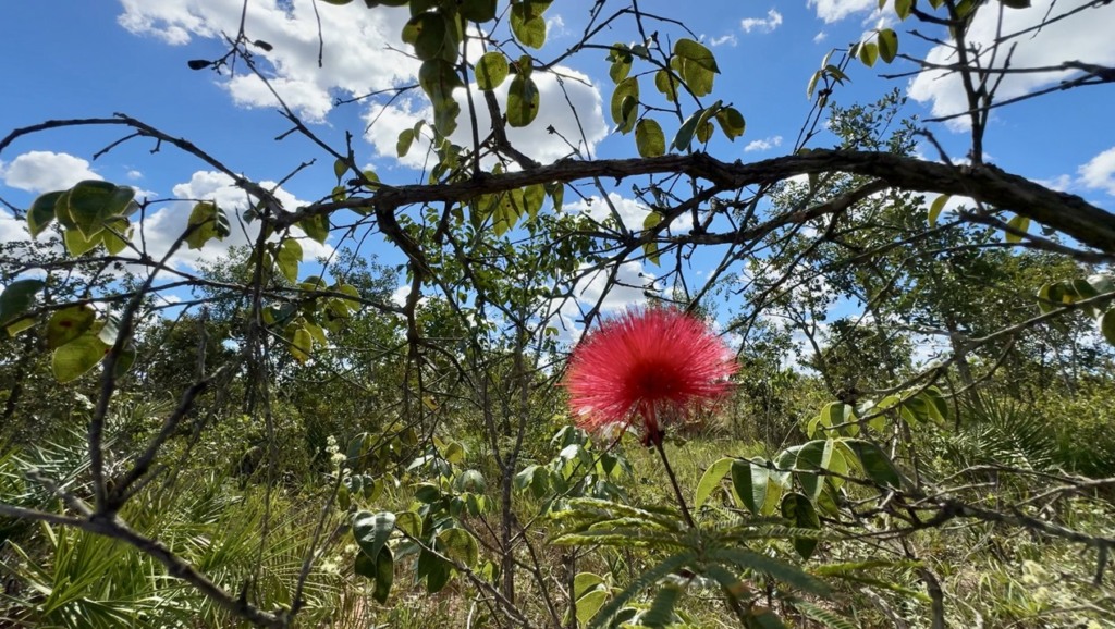 Cerrado, cerrado baiano, redução de desmatamento, no Matopiba