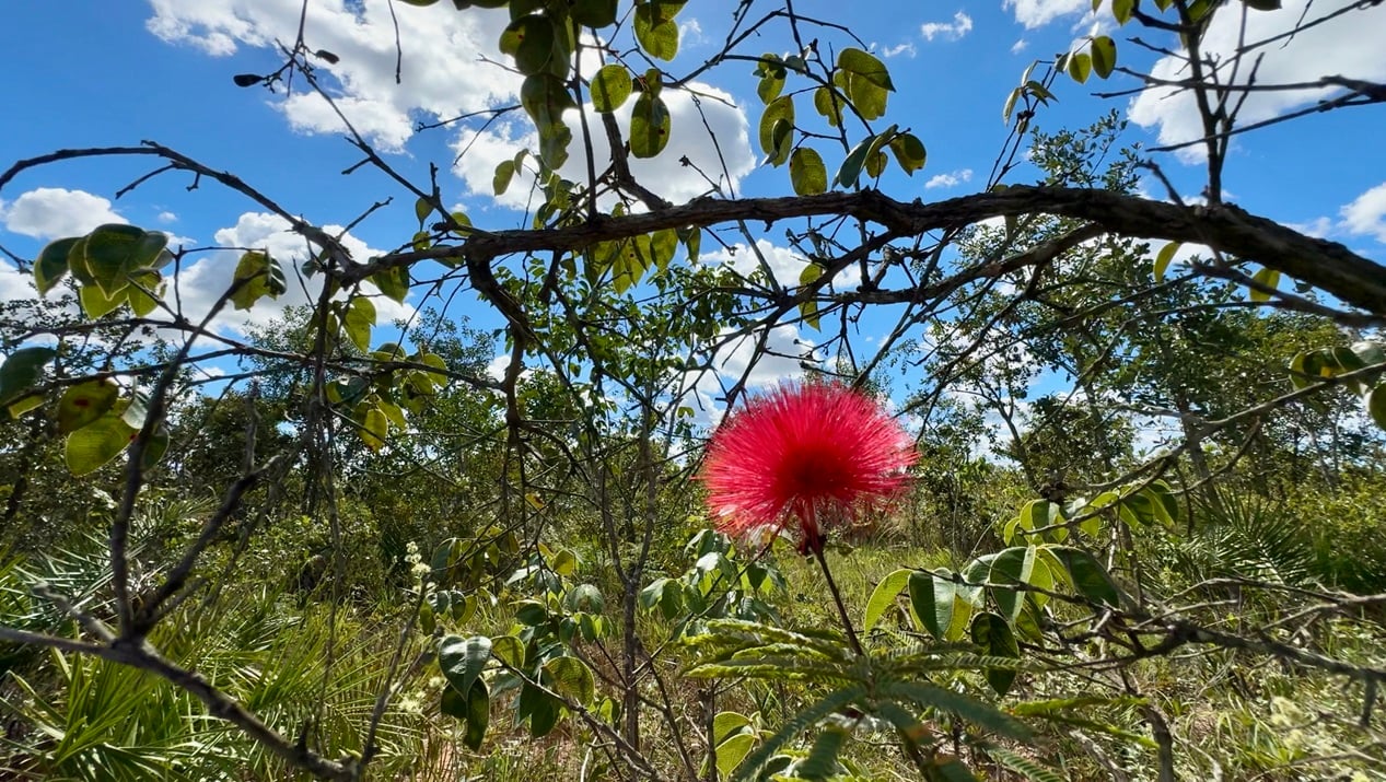 Cerrado, cerrado baiano, redução de desmatamento, no Matopiba