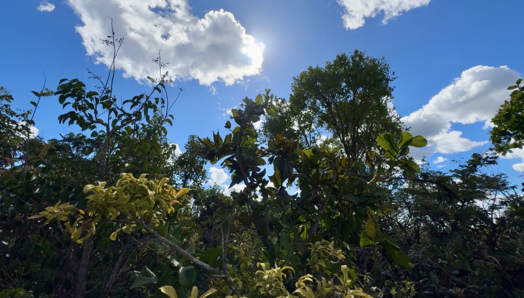 Área de cerrado, cerrado, bioma, mata fechada, vegetação, céu