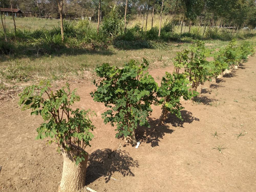 Moringa: solução sustentável para alimentar ruminantes durante a seca