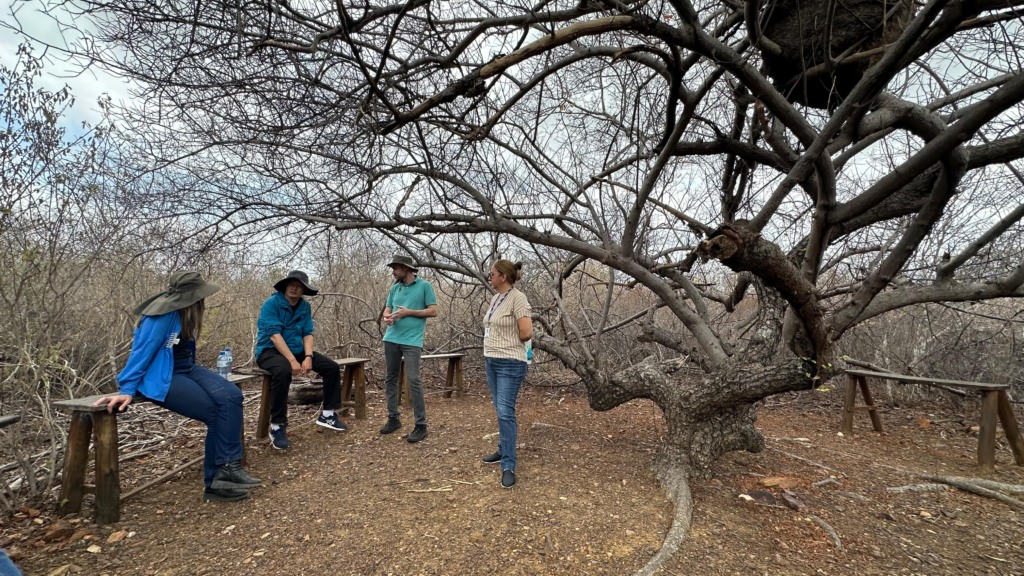 Caatinga