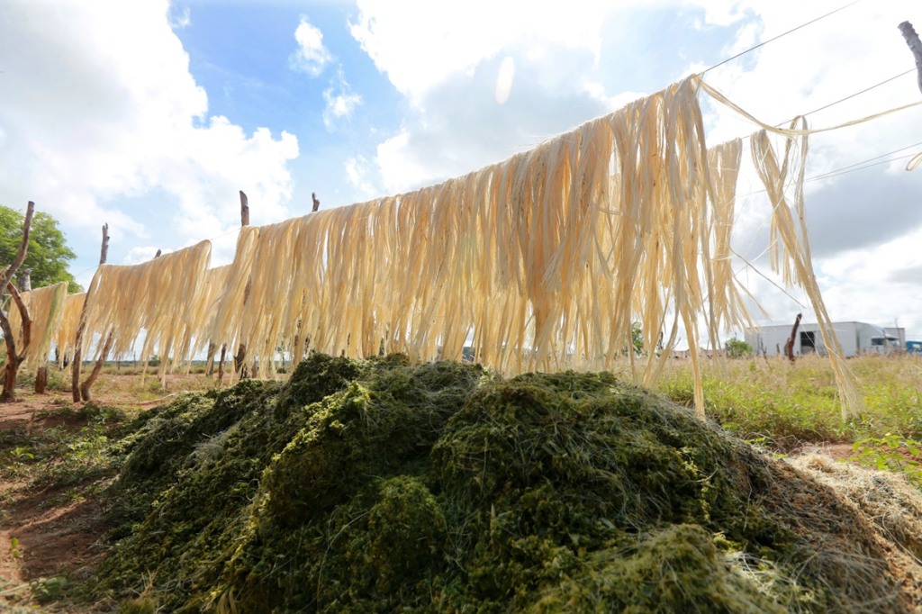 Etanol feito com sisal pode mudar realidade de produtores do Território do Sisal, na Bahia; agave sisalana, agave; matéria prima; projeto ABDI