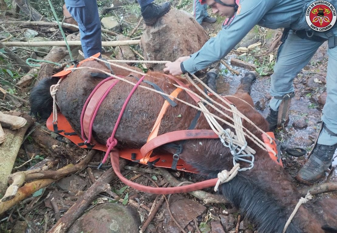 Cavalo; salvamento; bombeiros de SC