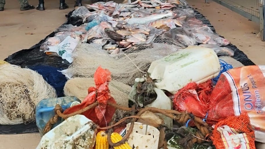 Pescados apreendidos em Mato Grosso