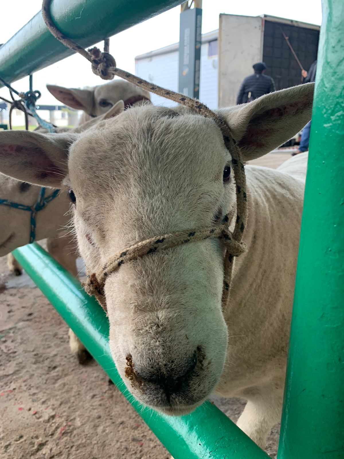 Primeiros animais chegam para a 47ª Expointer em Esteio (RS)