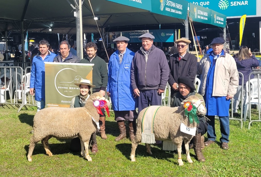 'A melhor raça é aquela que melhor se adapta': dohne merino conquista espaço na Expointer 'A melhor raça é aquela que melhor se adapta': dohne merino conquista espaço na Expointer