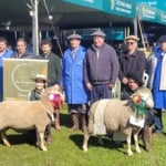 'A melhor raça é aquela que melhor se adapta': dohne merino conquista espaço na Expointer