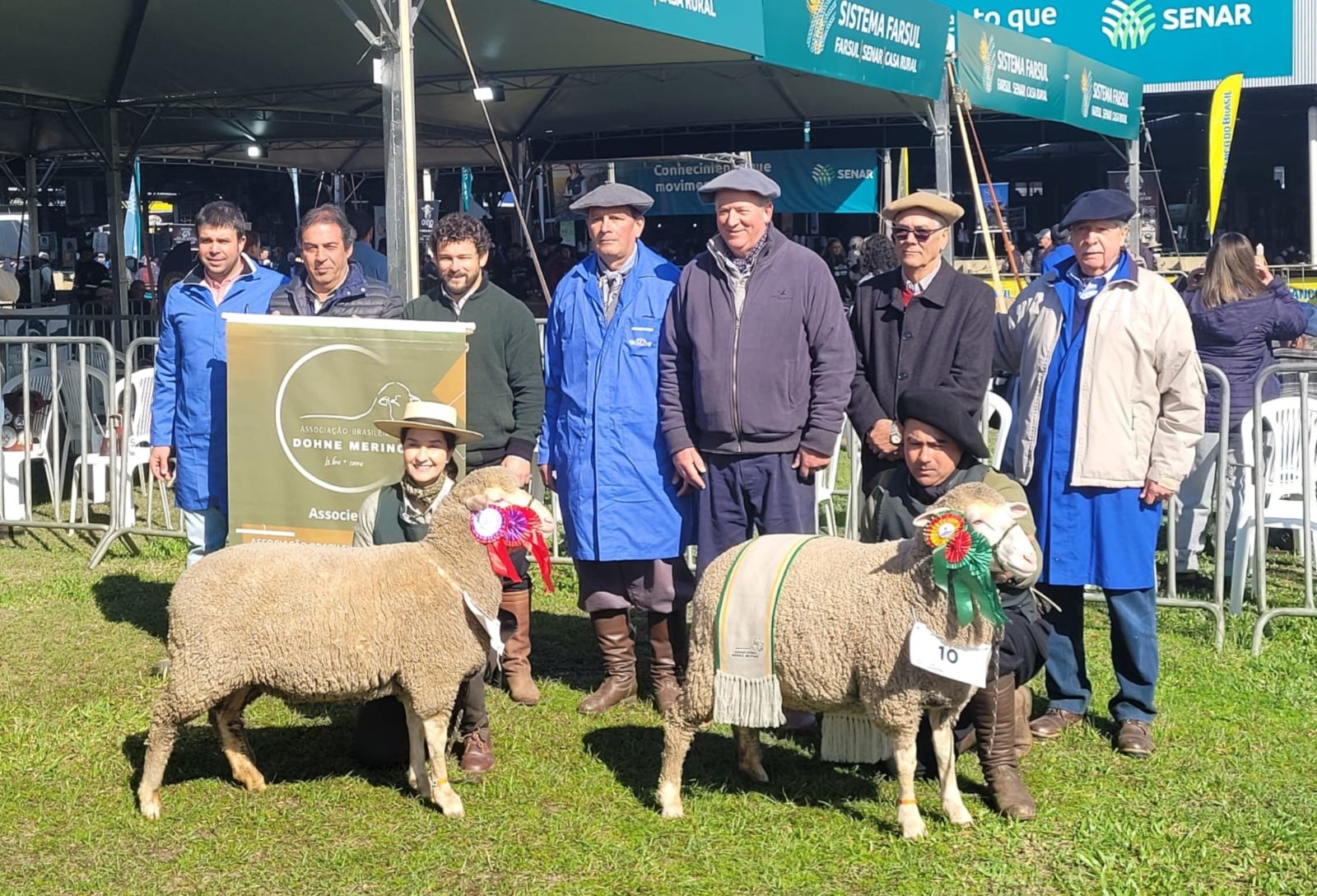 'A melhor raça é aquela que melhor se adapta': dohne merino conquista espaço na Expointer