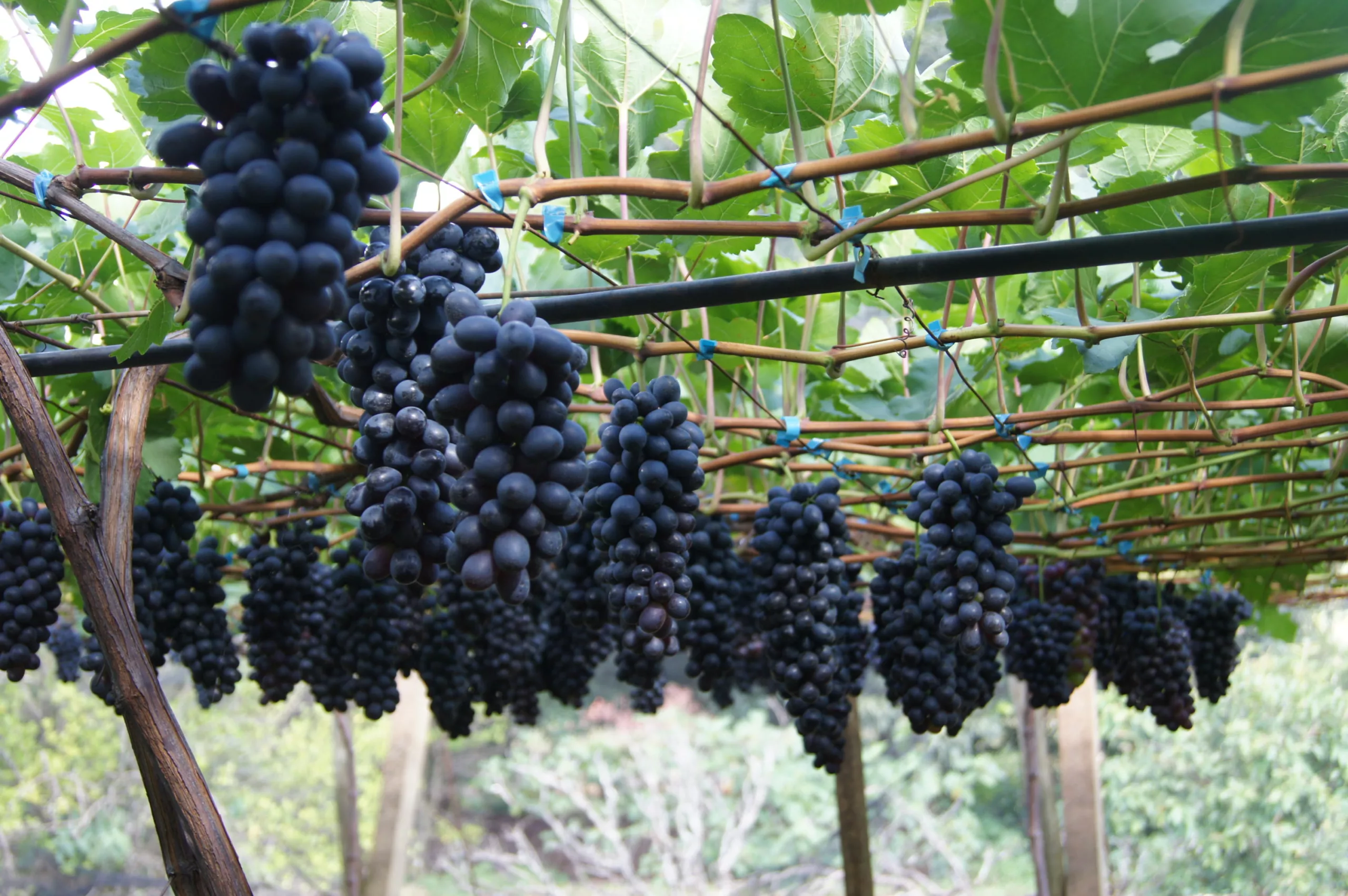 Uva negra sem semente