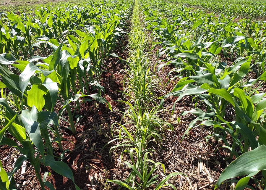 Confira a projeção da área cultivada da soja na safra 2024/25 em Uberlândia (MG)