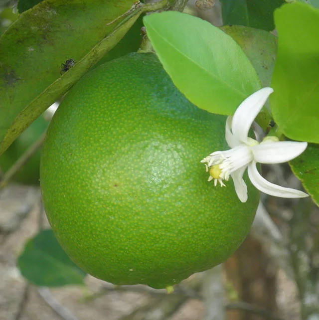 Limão tahiti