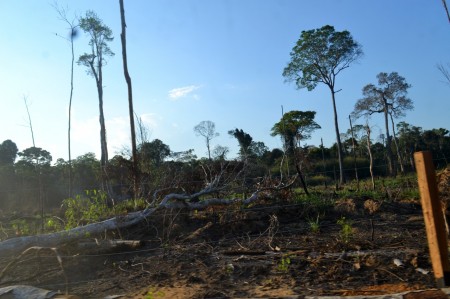 Brasil; Florestas