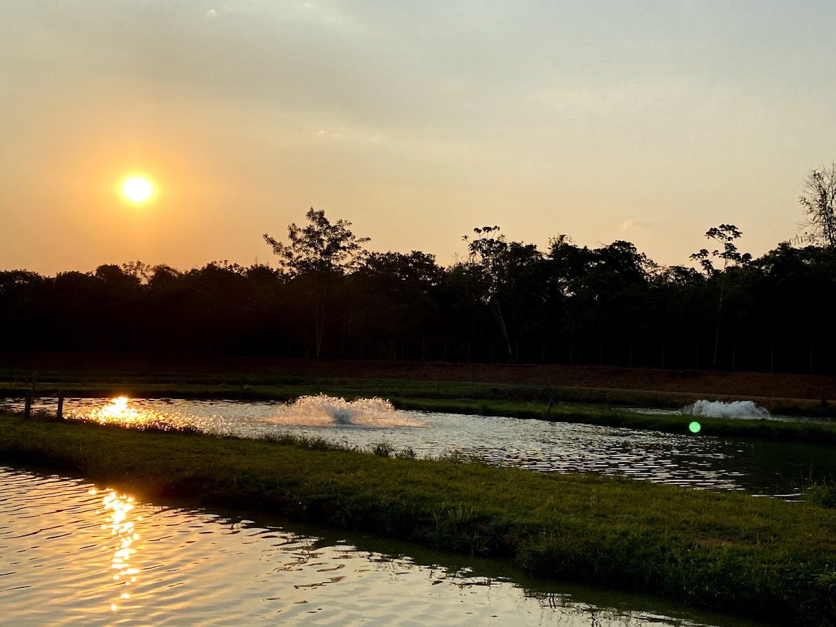 Piscicultura no Paraná: 59% do estado é considerado apto para produção de peixes