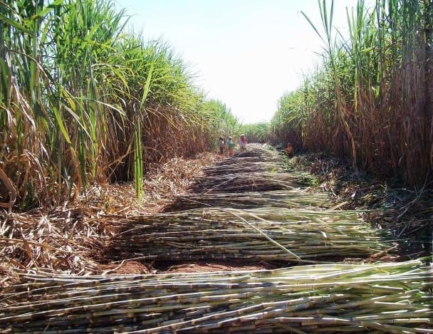 Sistemas integrados cana-grãos potencializam a pegada de carbono favorável dos grãos