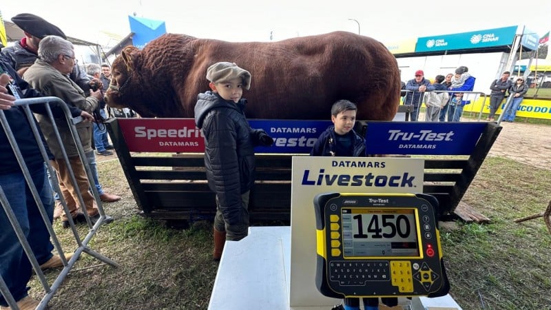 Peso recorde de 1.450 kg garante bicampeonato ao touro Hudson na Expointer