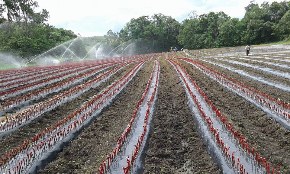 Minas Gerais se destaca na produção de vinhos finos, graças à técnica de dupla poda