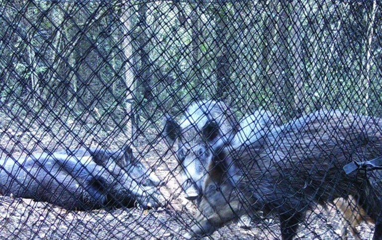 Manejo de javalis é implementado na Floresta Nacional de Passa Quatro